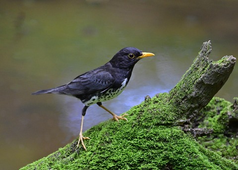 クロツグミ♂6908