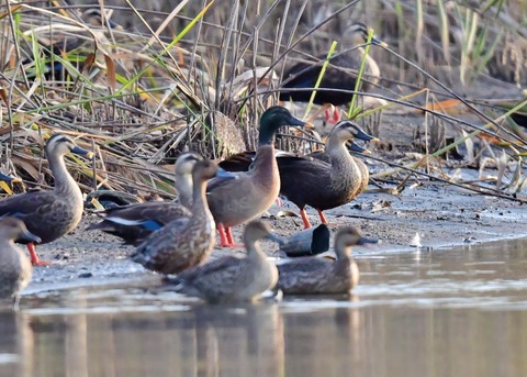 マガモのハイブリッド9591