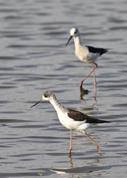 セイタカシギ幼鳥3894