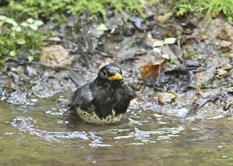 クロツグミ♂3996