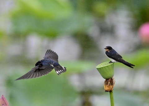 ツバメ幼鳥7480-01
