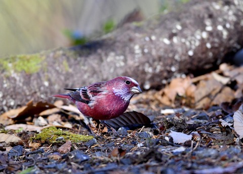 オオマシコ♂9231