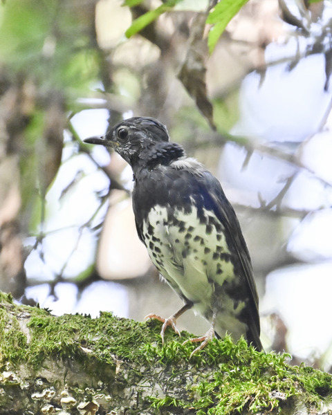 マミジロ♂幼鳥3277