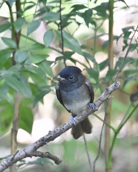 さんこうちょう7855