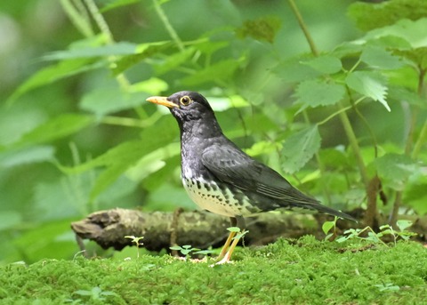 クロツグミ♂4263