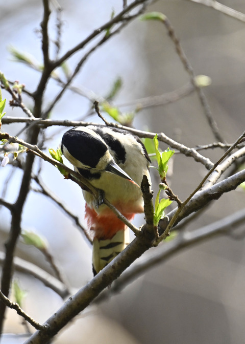 アカゲラ♀5342