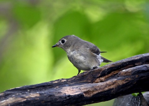 コサメビタキ1702