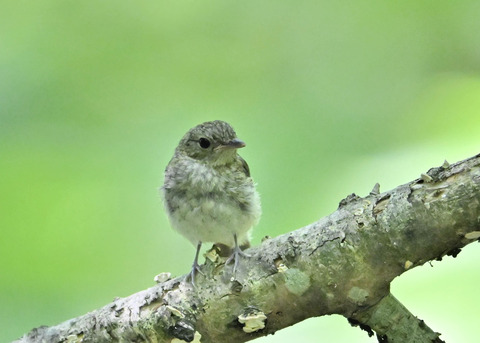 キビタキ幼鳥8661