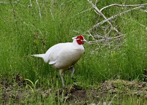 キジ♂白化1059