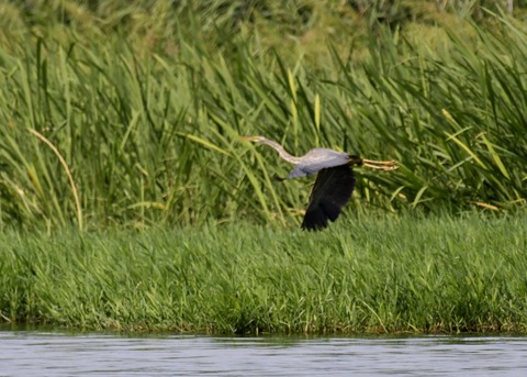 ムラサキサギ6624