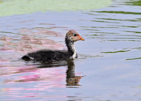 オオバンのヒナ1437