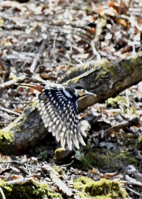 オオアカゲラ♀7542