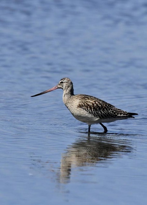 オオソリハシシギ9129