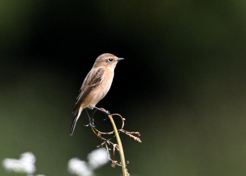 ノビタキ♀1097