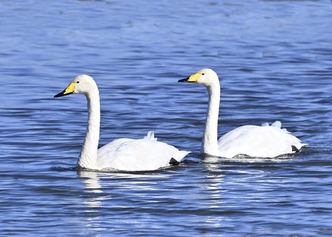 オオハクチョウ5168