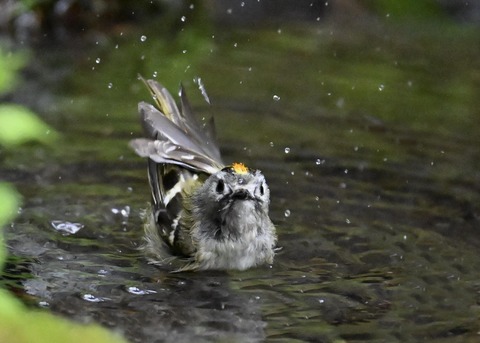 キクイタダキ♂1131