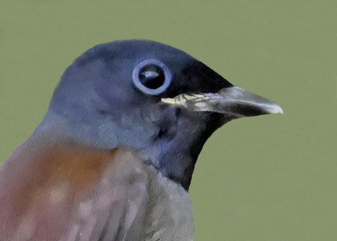 ｻﾝｺｳﾁｮｳ幼鳥0000-01