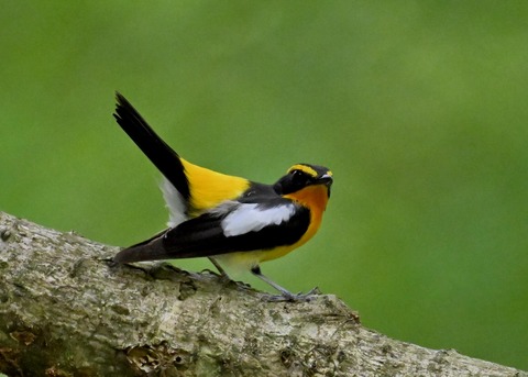 キビタキ成鳥♂5826