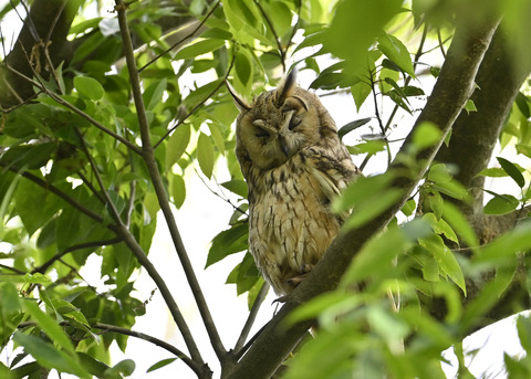 トラフズク♂2577