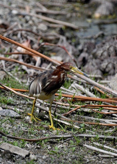 アカガシラサギ3039