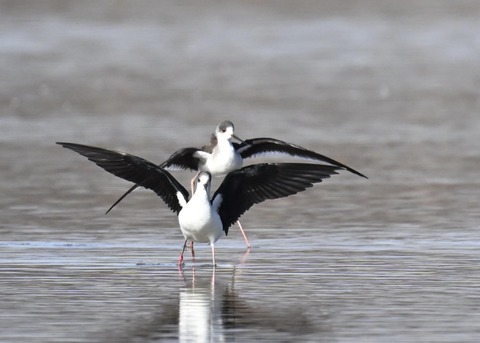 セイタカシギ6073