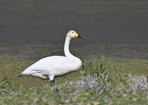 オオハクチョウ8269