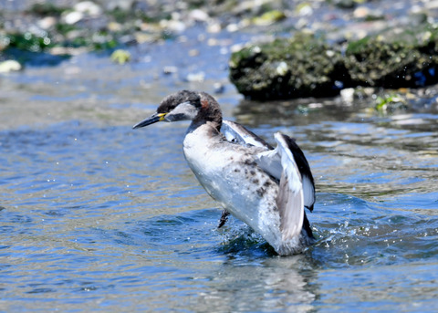 ｱｶｴﾘｶｲﾂﾌﾞﾘ7626