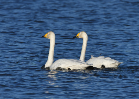 オオハクチョウ3588