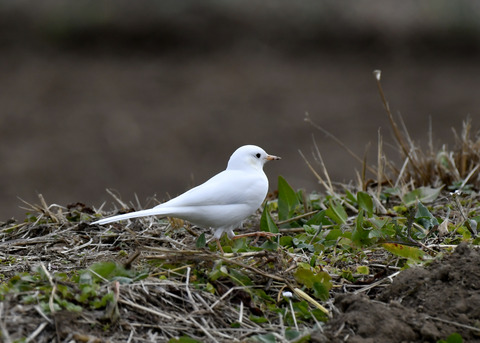 白化・ハクセキレイ8090