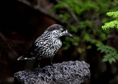 ホシガラス幼鳥3912