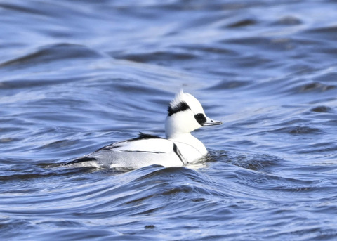 ミコアイサ♂9109