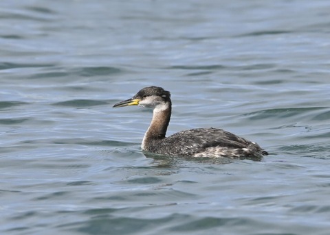 アカエリカイツブリ0666