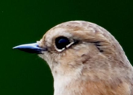 ノビタキ♀冬羽3985