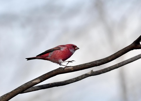 オオマシコ♂5394