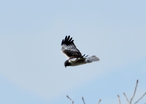 チュウヒ大陸型6395