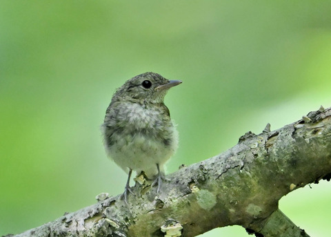 キビタキ幼鳥8675