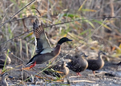 マガモのハイブリッド9596