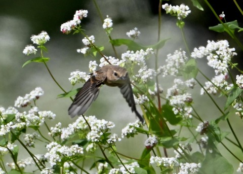 ノビタキ♀3589