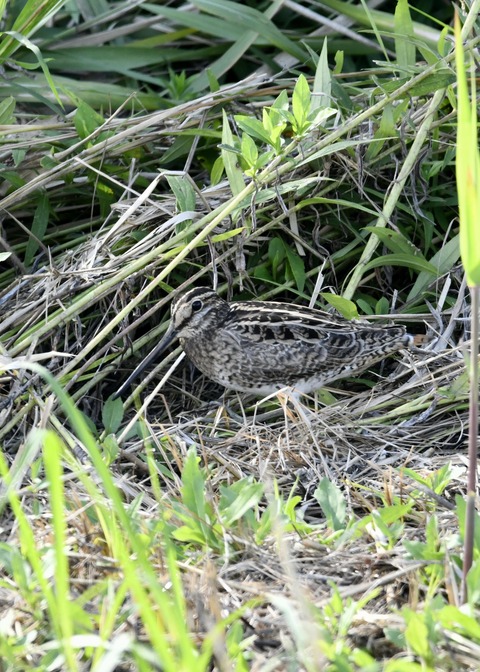 チュウジシギ3306