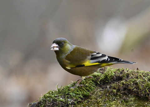 オオカワラヒワ♂1213