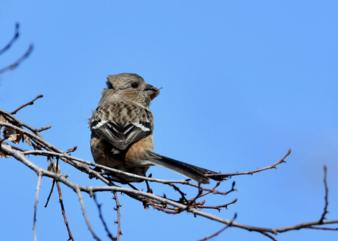 ベニマシコ♀1085
