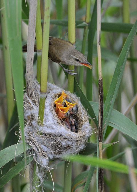 オオヨシキリのひな6311◎