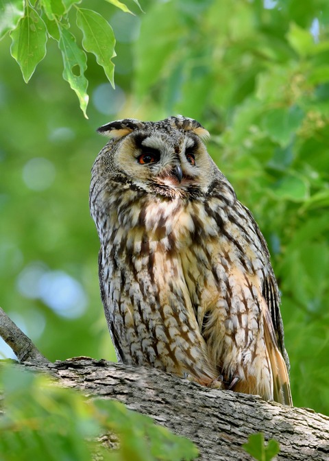 トラフズク♀6137