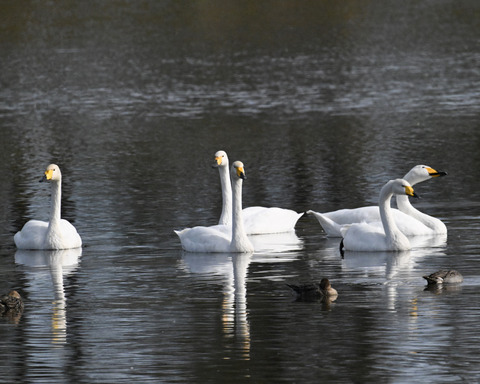 オオハクチョウ4539-1