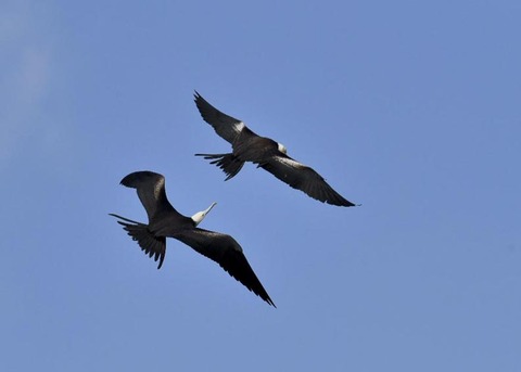 オオグンカンドリ6057