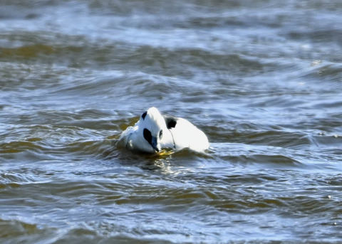 ミコアイサ♂9180