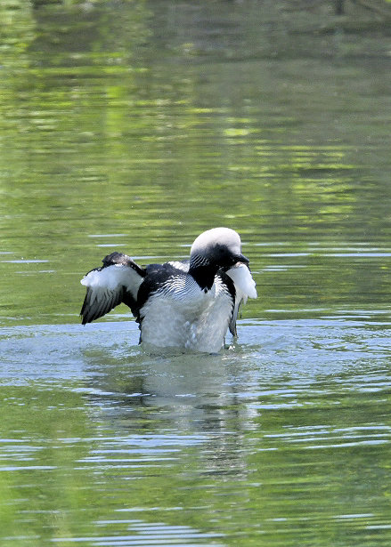 羽ばたく・シロエリオオハム9405