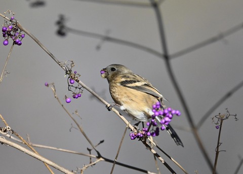 ベニマシコ♀0919