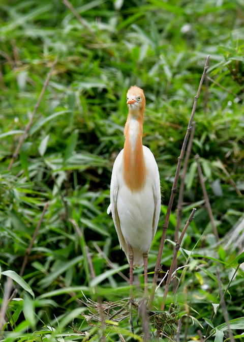 アマサギ6493