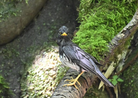 クロツグミ♂4449